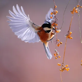 Sonido De Arroyos y Pajaros